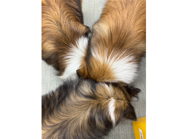 生徒が撮影したモデル犬☆